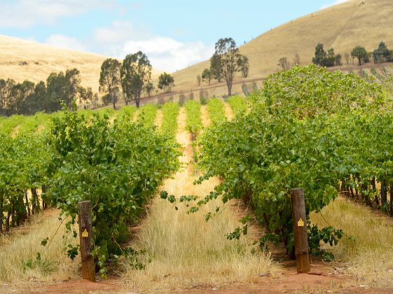 Barossa Valley, Adelaide - Tourism Australia