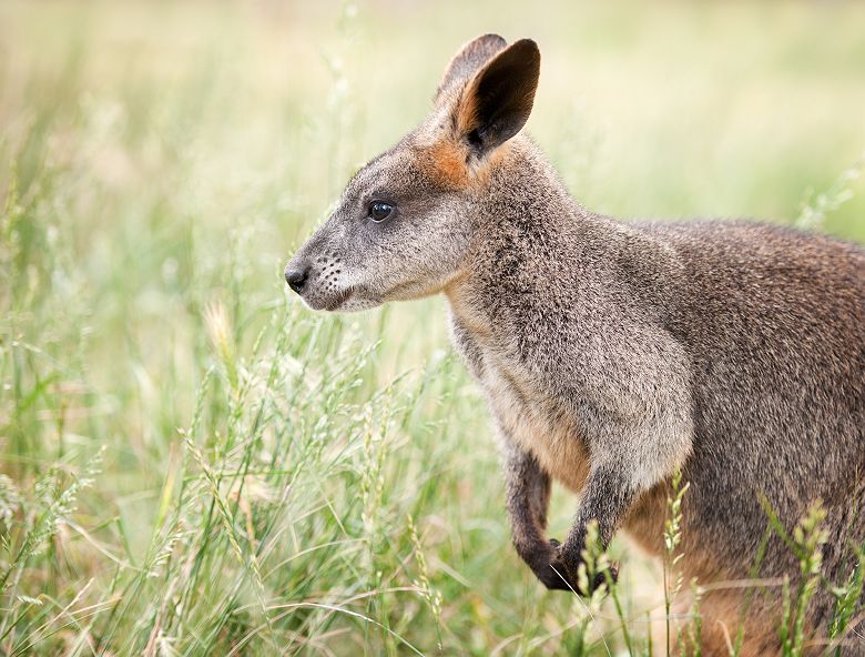 Australie - Portrait d'un kangourou sur la Kangaroo Island