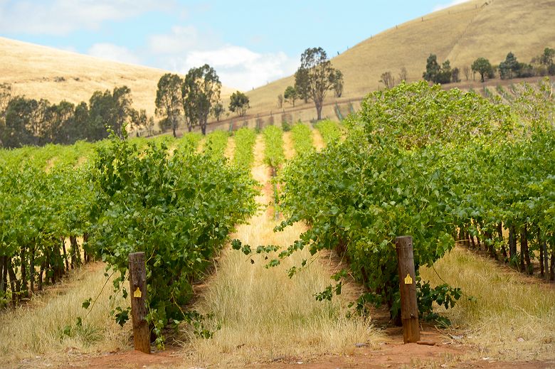Barossa Valley, Adelaide - Tourism Australia
