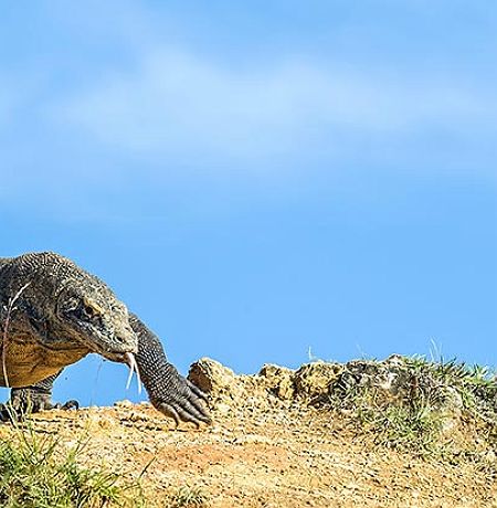 accroche-dragons-komodo