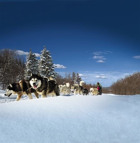 Chiens de Traineau (c) TOURISME QUÉBEC, Fabrice Jousselin