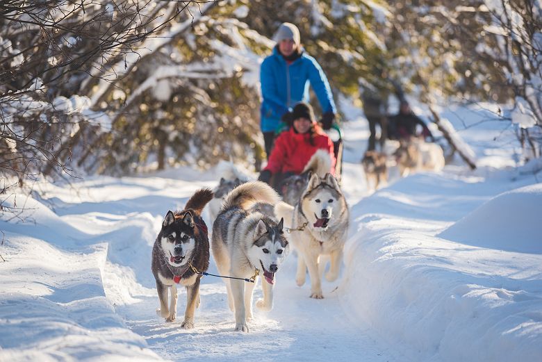 Chiens de Traineau (c) TOURISME QUÉBEC, Francis Gagnon