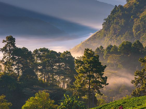 Champ dans les montagnes - Thaïlande