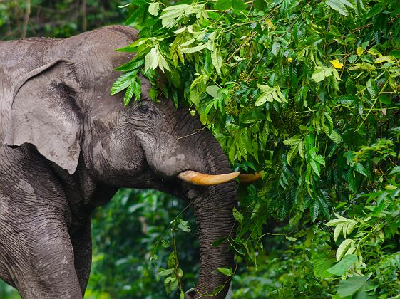 Eléphant dans le parc national Khoa Yai - Thaïlande