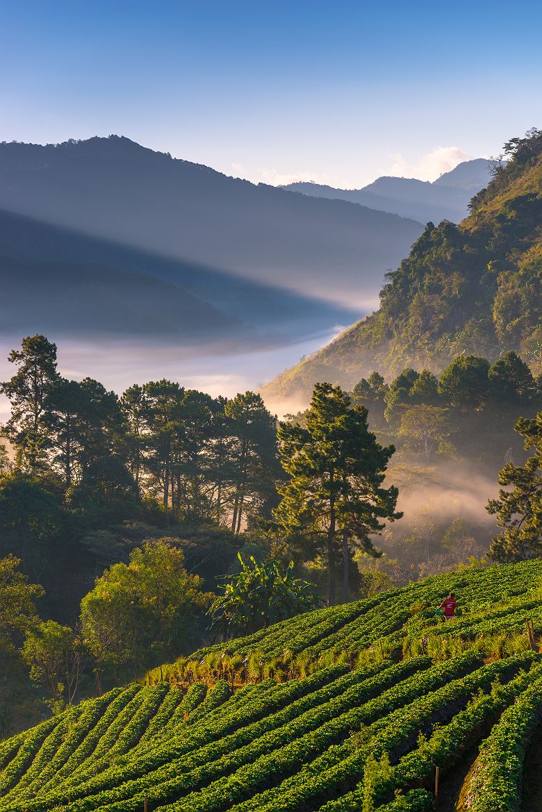 Champ dans les montagnes - Thaïlande