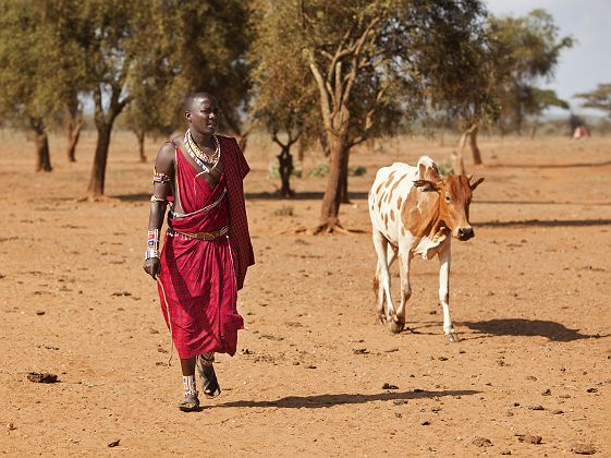 Guerrier Massaï avec une vache - Tanzanie