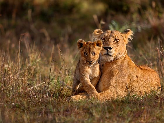 Lionne et lionceau dans le Parc National du Serengeti - Tanzanie