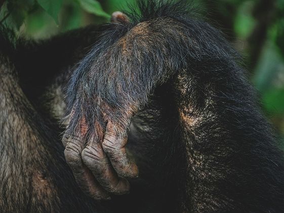 Main d'un chimpanzé