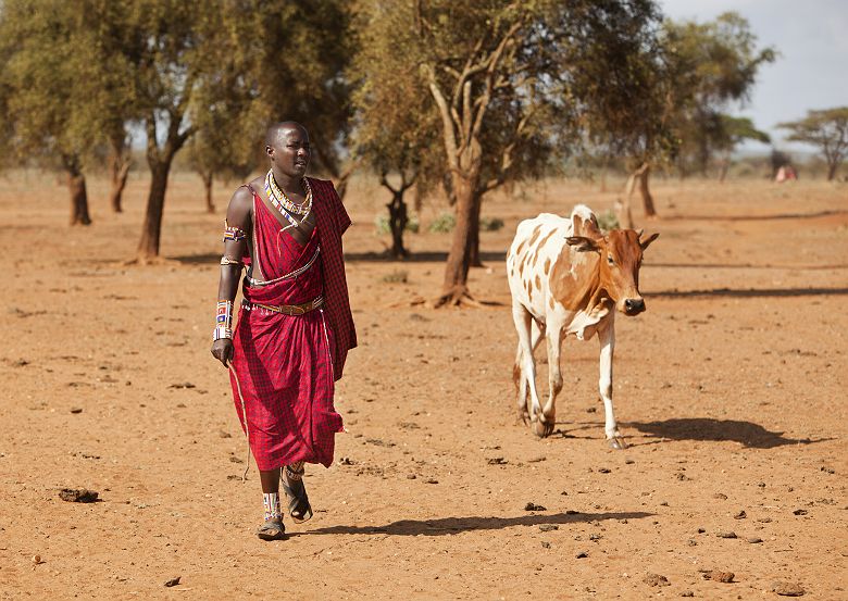 Guerrier Massaï avec une vache - Tanzanie