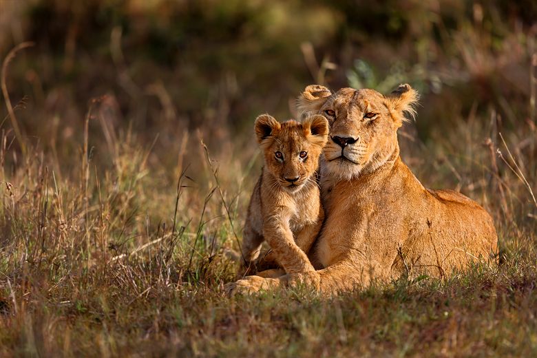 Lionne et lionceau dans le Parc National du Serengeti - Tanzanie