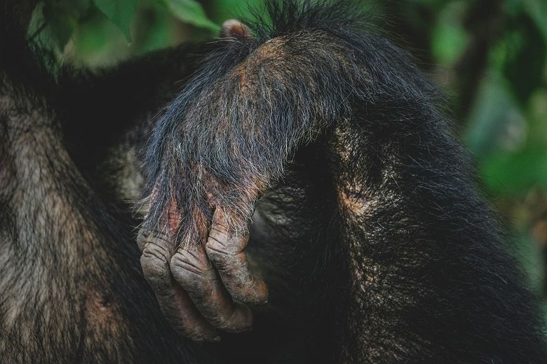 Main d'un chimpanzé