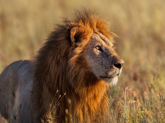 Lion dans le Parc National du Serengeti - Tanzanie