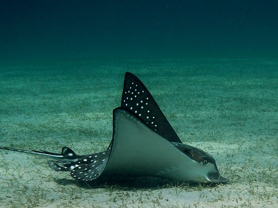 andBeyond Mnemba Island - raie dans le lagon