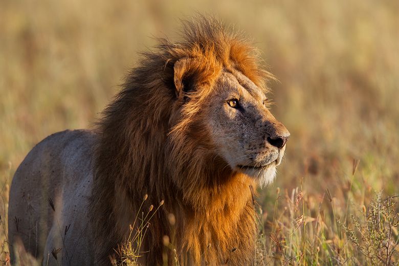 Lion dans le Parc National du Serengeti - Tanzanie