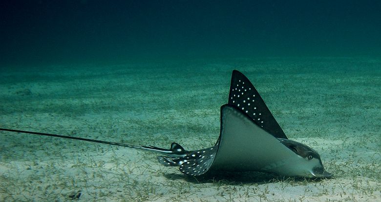 andBeyond Mnemba Island - raie dans le lagon