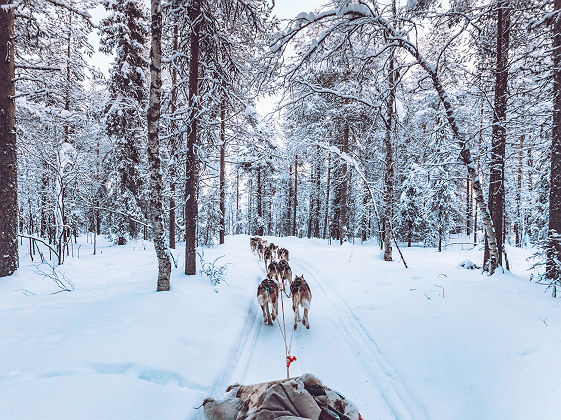 Chiens de traineau au Canada