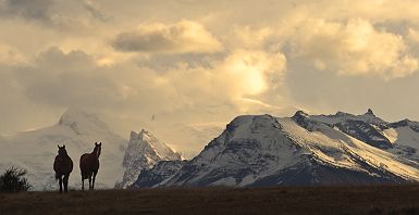Argentine - Chevaux dans les Andes avec montagnes enneigées (arrière-plan)