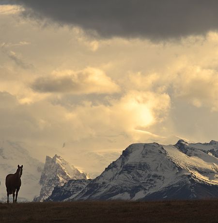 Argentine - Chevaux dans les Andes avec montagnes enneigées (arrière-plan)