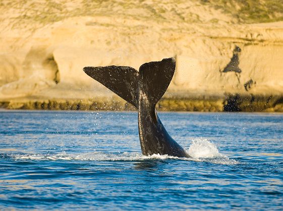 Baleine dans la péninsule de Valdes en Patagonie - Argentine