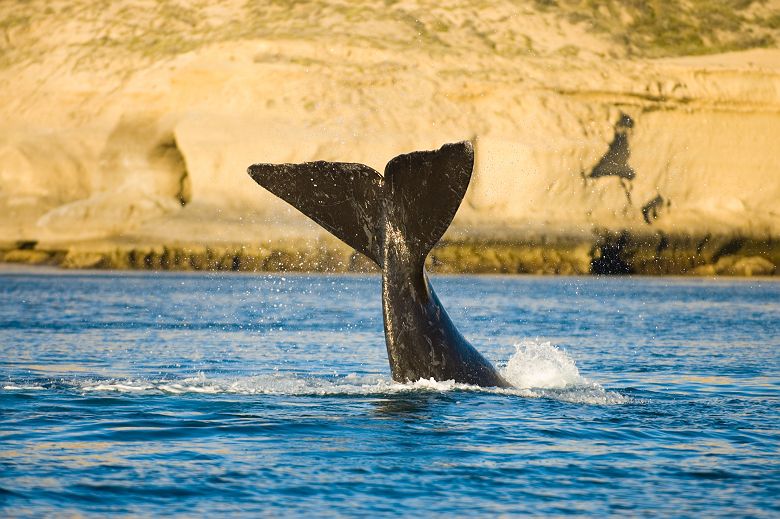 Baleine dans la péninsule de Valdes en Patagonie - Argentine