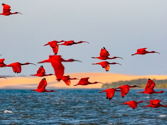 Ibis rouges volants - Brésil