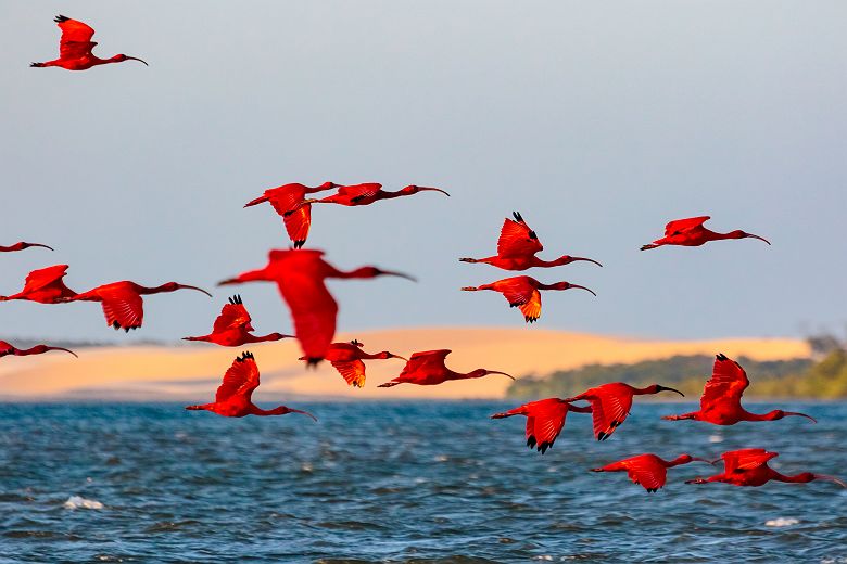 Ibis rouges volants - Brésil