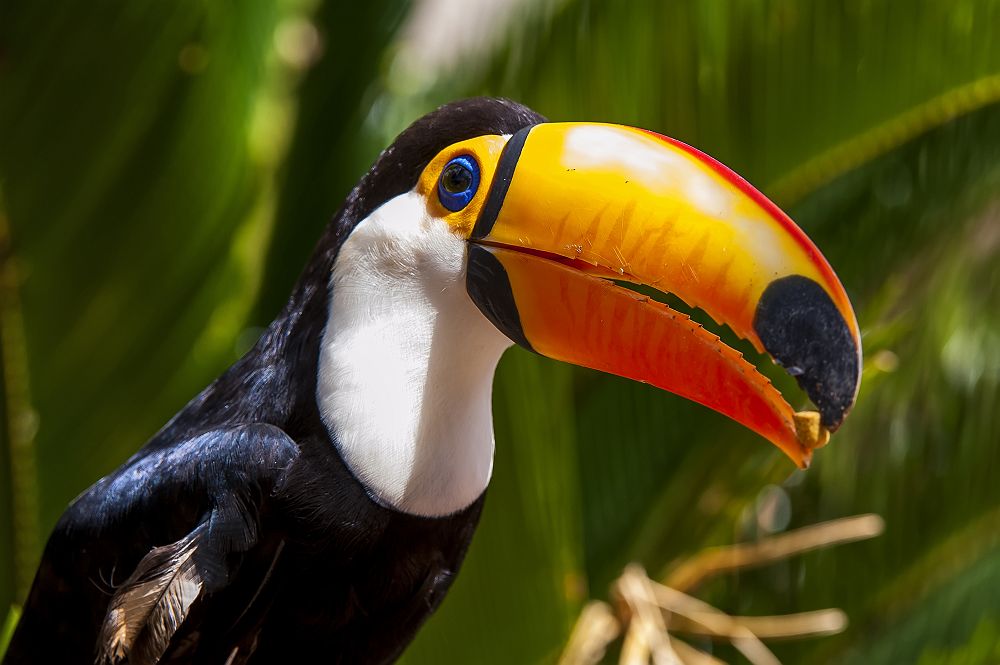 Brésil - Portrait d'un toucan dans l'Amazonie