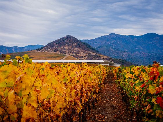 Experience Bodega VIK à Colchagua - Chili