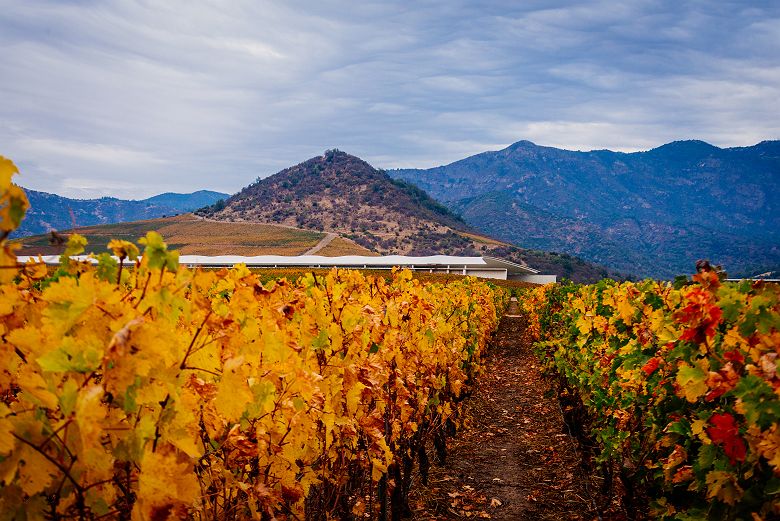 Experience Bodega VIK à Colchagua - Chili