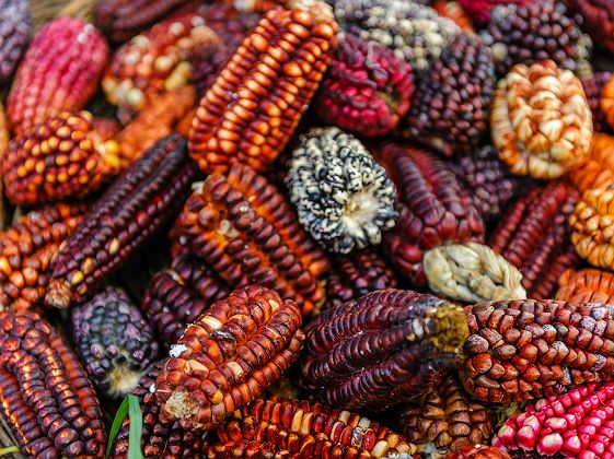 Panier de maïs colorés