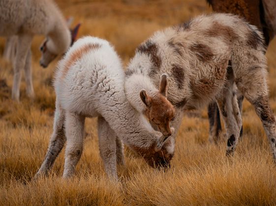 Canyon de Colca