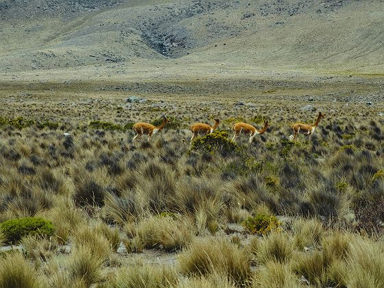 Sur le trajet entre Colca et Puno