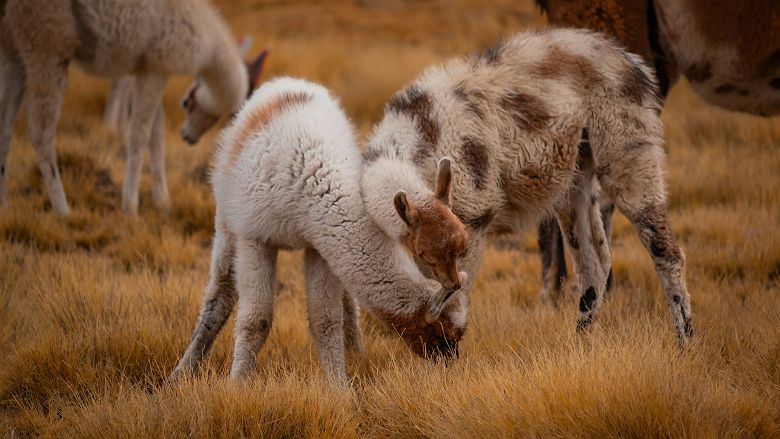 Canyon de Colca