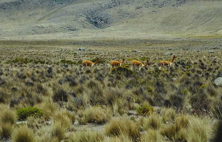 Sur le trajet entre Colca et Puno