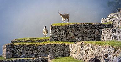 Pérou - Lama sur le site inca de Machu Picchu