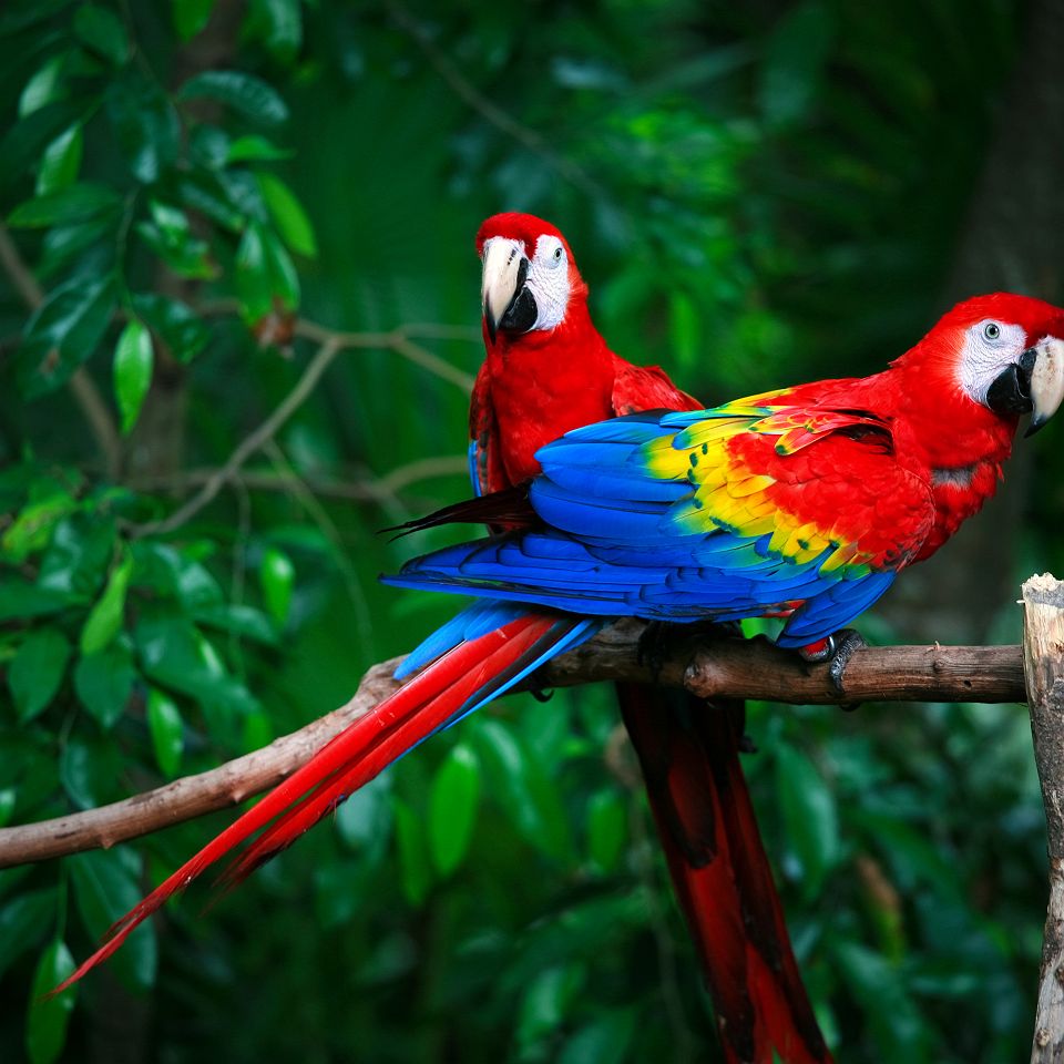 Amazonie - Portrait de deux aras rouge