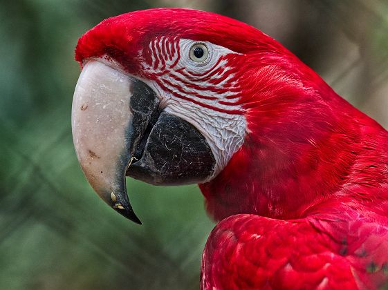 Perroquet Rouge - Güira Oga, Iguazu