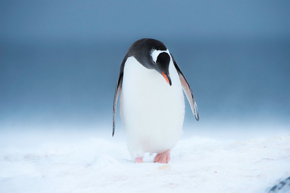 Manchot papou en Patagonie - Argentine