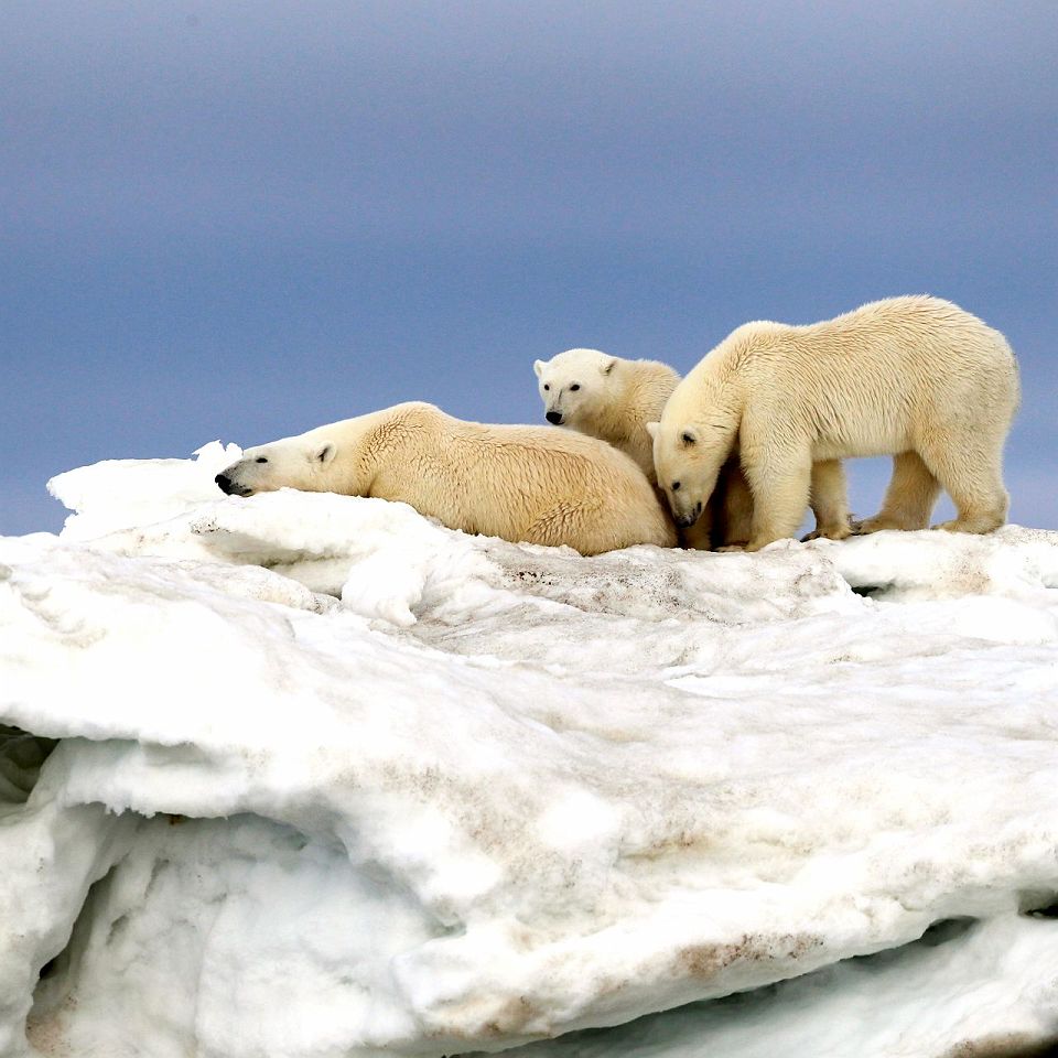 HX Hurtigruten - Ours Polaire