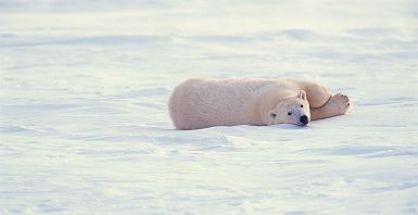 Ours polaire