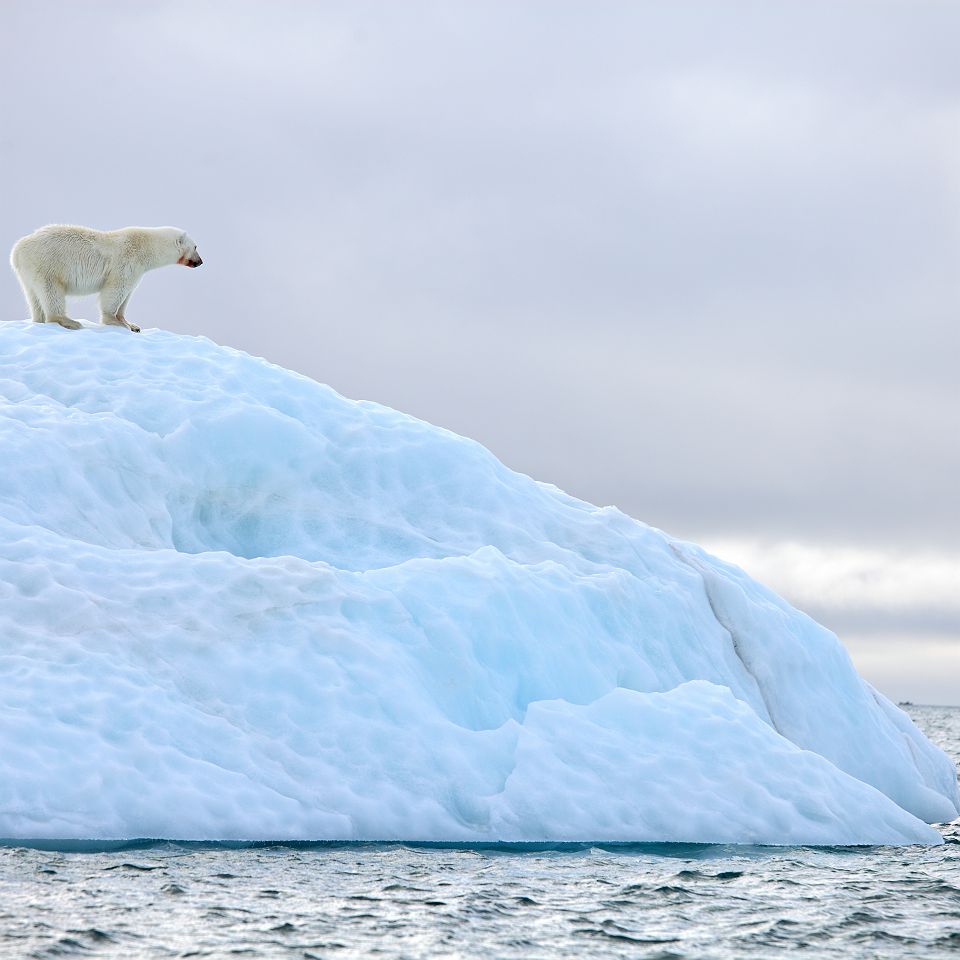 Antarctique - Ours polaire sur un glacier