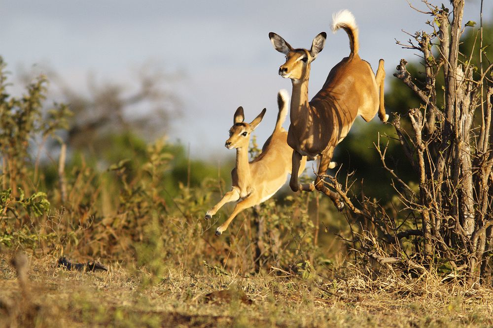 Botswana - Portrait de deux impalas qui courent au parc national Chobe
