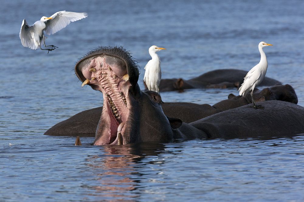 Hippopotame et oiseaux au Parc National de Chobe - Botswana