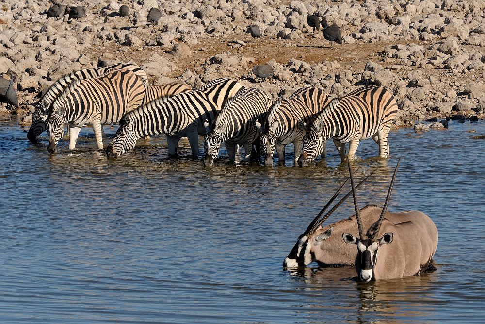 Zèbres et Oryx buvant dans le point d'eau d'Okaukeujo - Parc National d'Etosha en Namibie