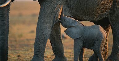 Bébé éléphant au Botswana