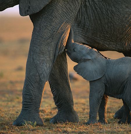Bébé éléphant au Botswana