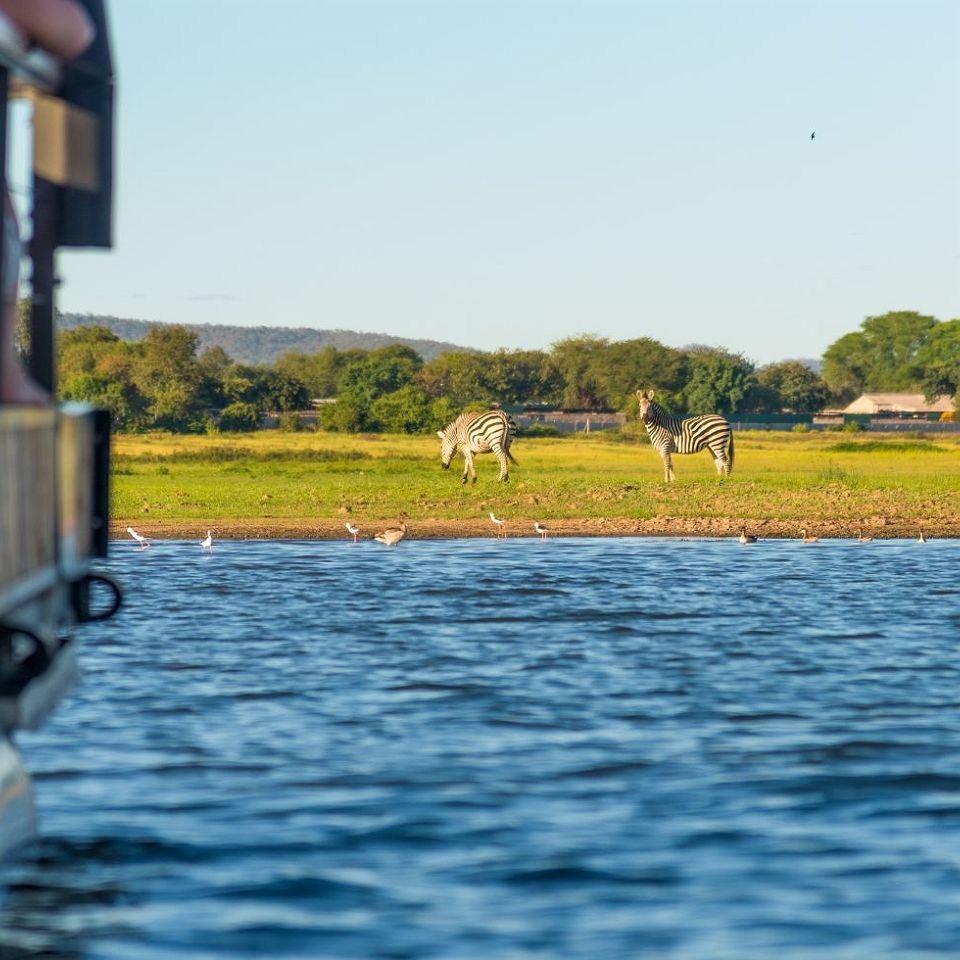 Croiseurope - Safari Bateau - Zèbre