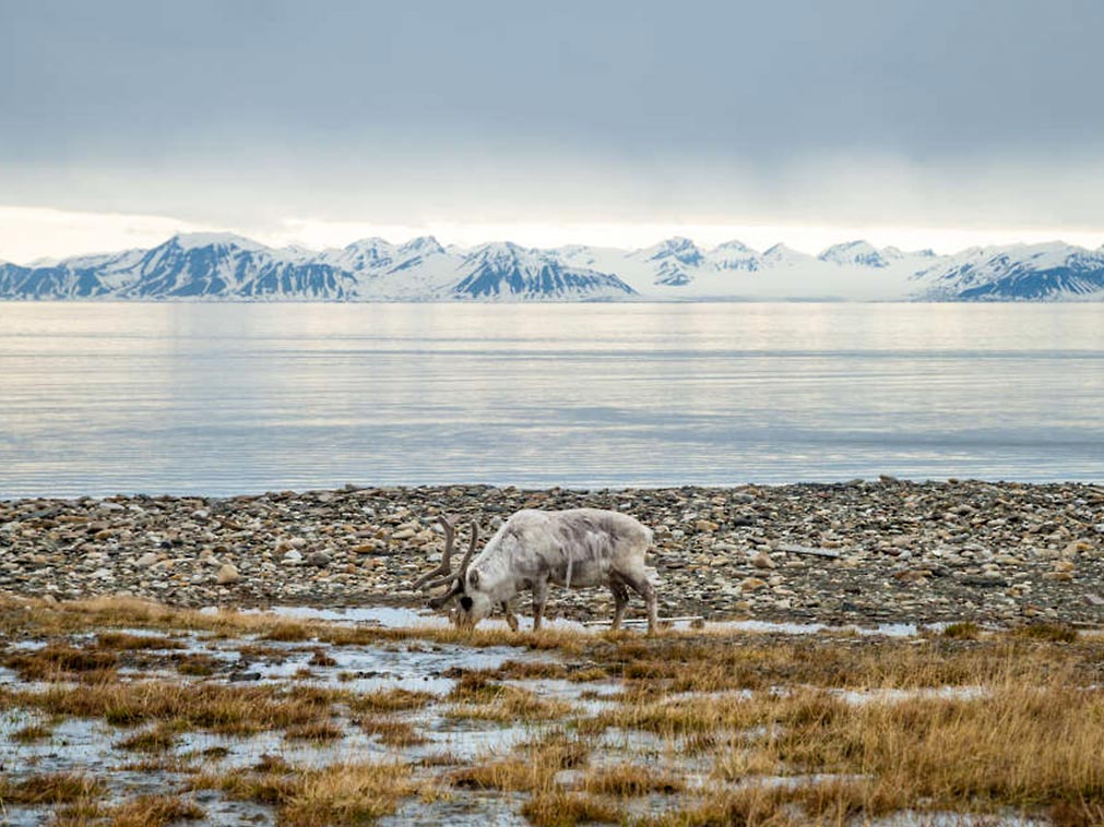 amplitudes_croisiere_norvege_hurtigruten_faune