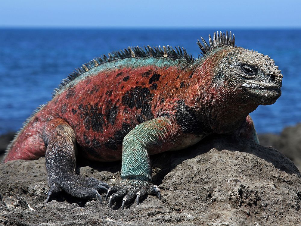 Mâle Iguane marin - Îles Galapagos, San Cristobal
