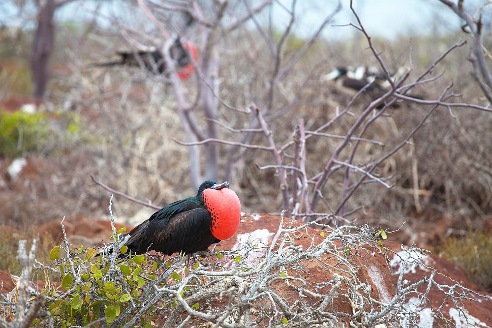 Oiseau Frégatidé dans les Iles Galapagos - Equateur